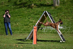 DARINO-–-DIAMANT-VON-ELVISONA-IGP1-pruefung-2021-10-31_08