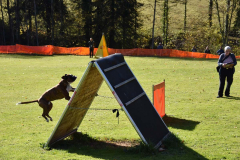 DARINO-–-DIAMANT-VON-ELVISONA-IGP1-pruefung-2021-10-31_12