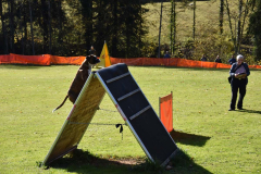 DARINO-–-DIAMANT-VON-ELVISONA-IGP1-pruefung-2021-10-31_13