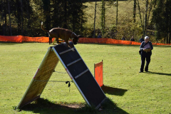 DARINO-–-DIAMANT-VON-ELVISONA-IGP1-pruefung-2021-10-31_15