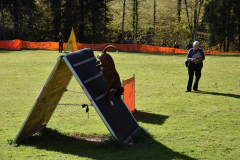 DARINO-–-DIAMANT-VON-ELVISONA-IGP1-pruefung-2021-10-31_17