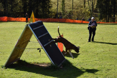 DARINO-–-DIAMANT-VON-ELVISONA-IGP1-pruefung-2021-10-31_18