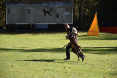 DARINO-–-DIAMANT-VON-ELVISONA-IGP1-pruefung-2021-10-31_20