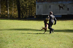 DARINO-–-DIAMANT-VON-ELVISONA-IGP1-pruefung-2021-10-31_21