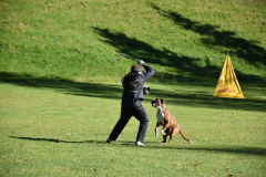 DARINO-–-DIAMANT-VON-ELVISONA-IGP1-pruefung-2021-10-31_22