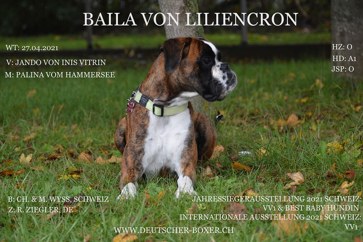 Baila von Liliencron Schweizer Boxer Leistungszucht Hundegesundheit 2022.12