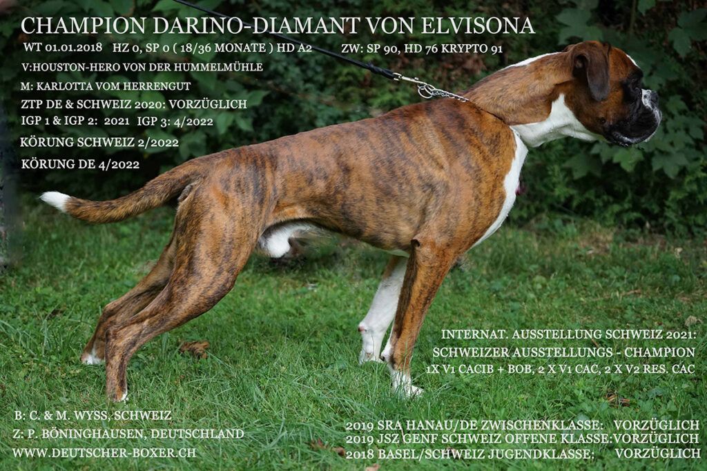 Deckrüde Boxer vom Marienpfad