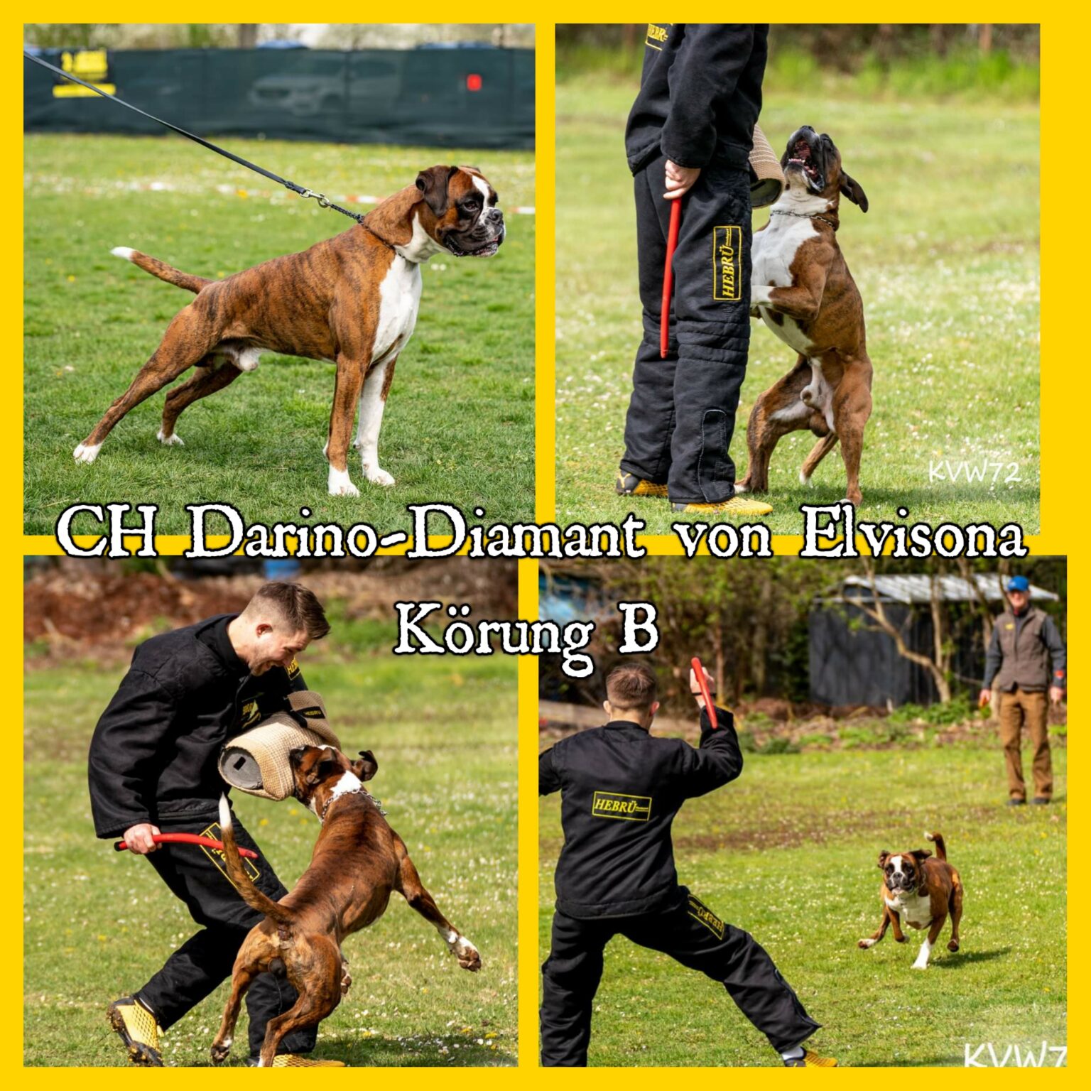 Darino - Diamant von Elvisona Körung B Deutschland 21.04.2022